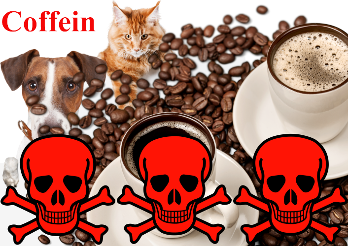coffein500